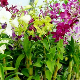 dendrobium orchids sm1
