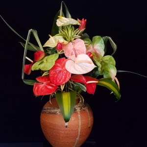 gift_pack_assorted_anthurium_12-1
