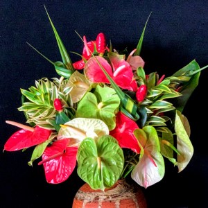 gift_pack_assorted_anthurium_24-2
