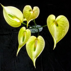 green_tulip_anthurium1