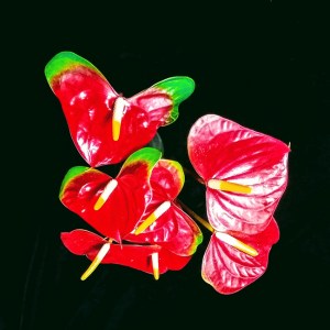 mickey_mouse_anthurium1