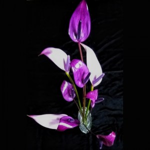 purple_tulip_anthurium1