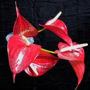red_tulip_anthurium1