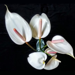 white_tulip_anthurium1